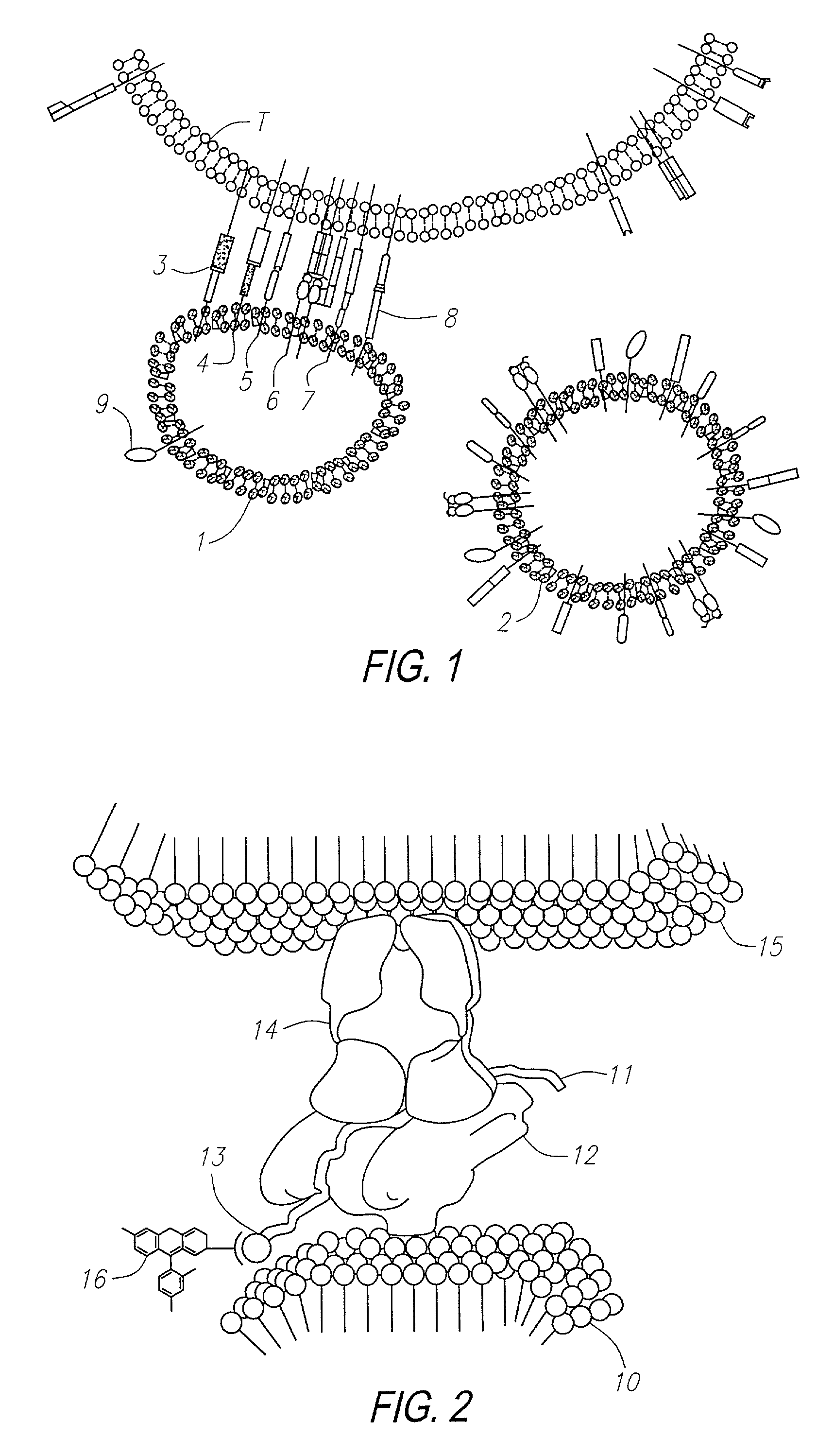 Methods for identifying and isolating antigen-specific T cells