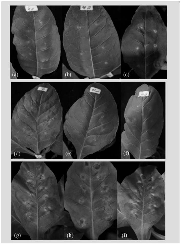 A method for identifying tobacco red star disease by artificial inoculation