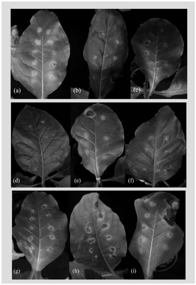 A method for identifying tobacco red star disease by artificial inoculation