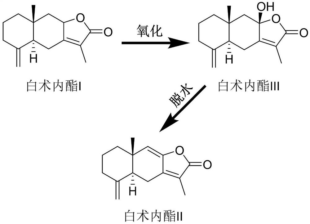 A kind of preparation method of atractylodes lactone II