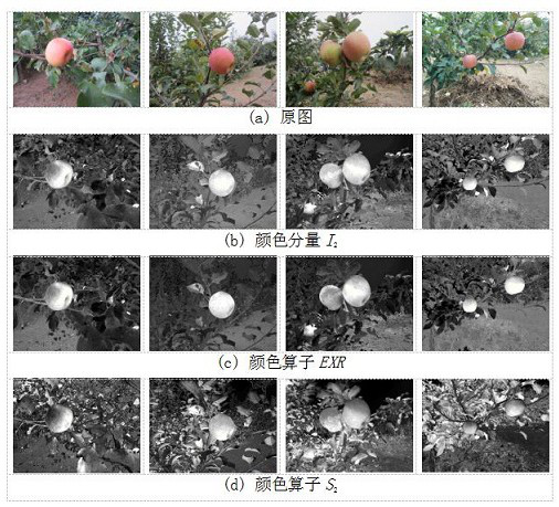 Fruit segmentation method based on sparse convolution kernel