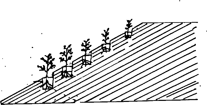 Slope forest planting method