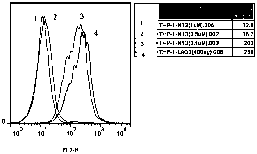 LAG-3 affinity peptide N13, preparing method and application thereof