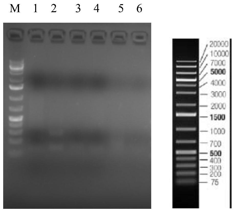 CRISPR (Clustered Regularly Interspaced Short Palindromic Repeats) reagent for detecting 2019-nCov and application of CRISPR reagent