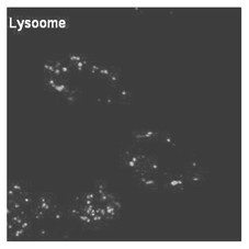 Lysosome targeted fluorescent substance and synthesis method thereof