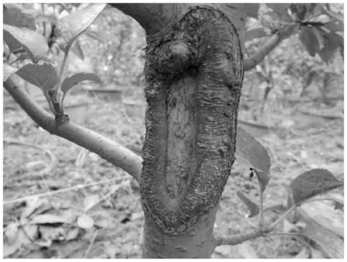 A kind of preparation method of apple tree rot disease biocontrol agent