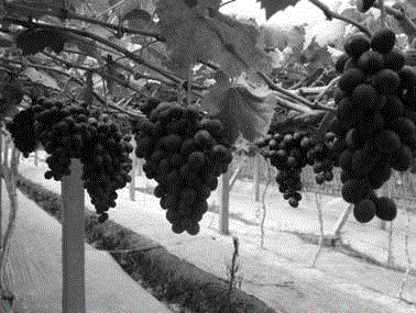 Grape on-tree storage method