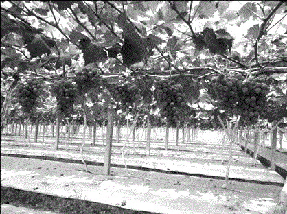 Grape on-tree storage method