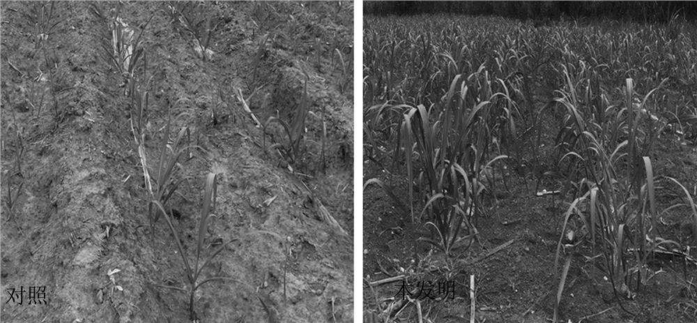 Loss-control long-acting sugarcane pesticide fertilizer and preparation method thereof