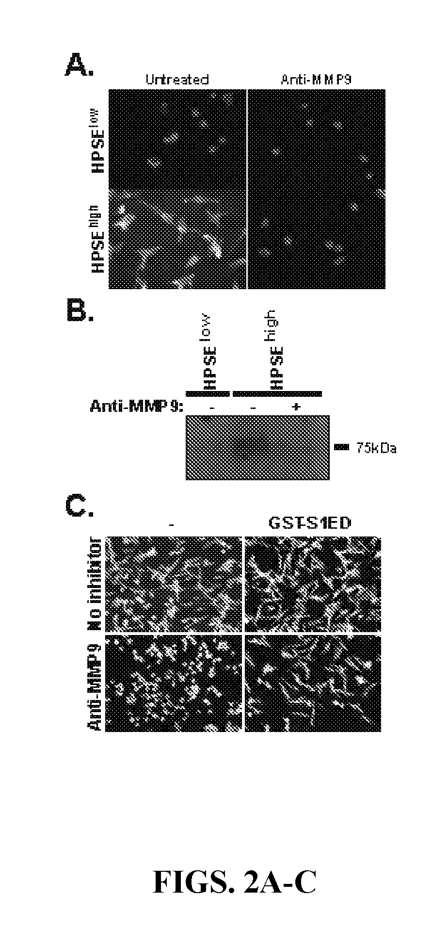 Syndecan peptides and polypeptides as inhibitors of vascular endothelial growth factor receptor-2 (vegfr2) and very late antigen-4 (vla-4)