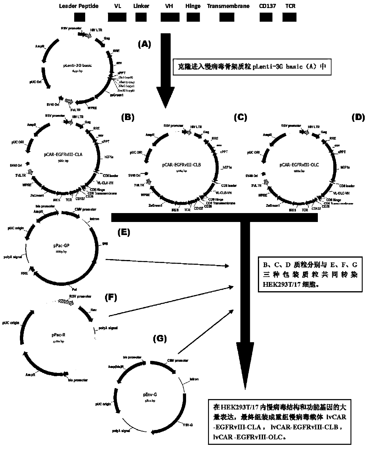 Anti-egfrviii chimeric antigen receptor, coding gene, recombinant expression vector and its construction method and application
