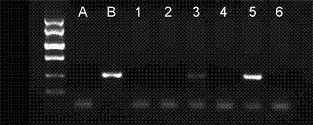 DNA fragment for inhibiting expression of omega secaline gene in wheat 1B/1R translocation line and application thereof