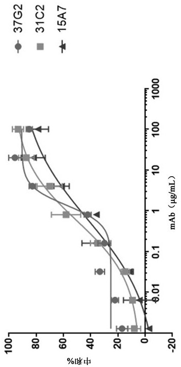 Expression vector of anti-SARS-COV-2 neutralizing antibody