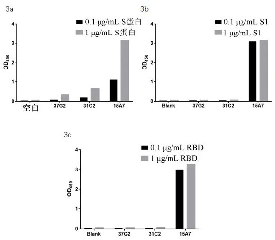 Expression vector of anti-SARS-COV-2 neutralizing antibody