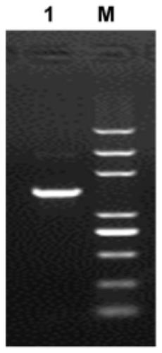 A kind of lentiviral single plasmid in vivo biotinylation vector and its preparation method