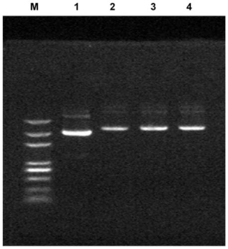 A kind of lentiviral single plasmid in vivo biotinylation vector and its preparation method