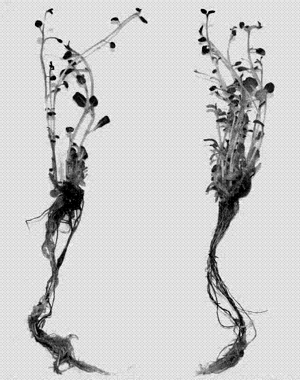 Method for adopting chlorine dioxide sterilization culture medium for potato seedling fast-propagation or potato microtuber induction