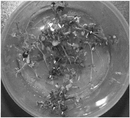 Method for adopting chlorine dioxide sterilization culture medium for potato seedling fast-propagation or potato microtuber induction