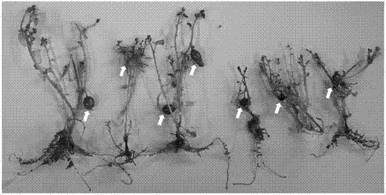 Method for adopting chlorine dioxide sterilization culture medium for potato seedling fast-propagation or potato microtuber induction