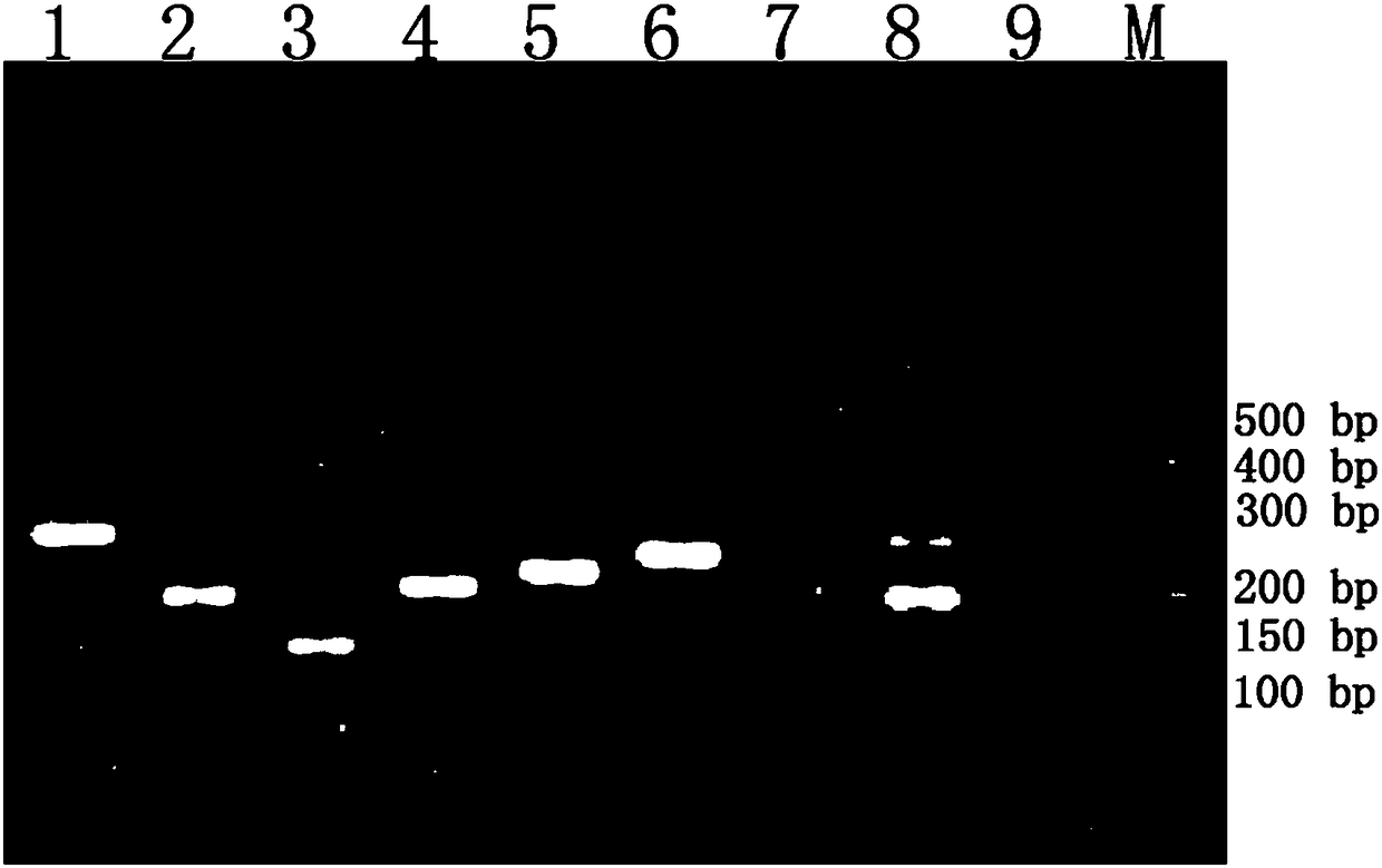 Primer set, kit and method for multiplex immunofluorescence detection of six viruses in mice