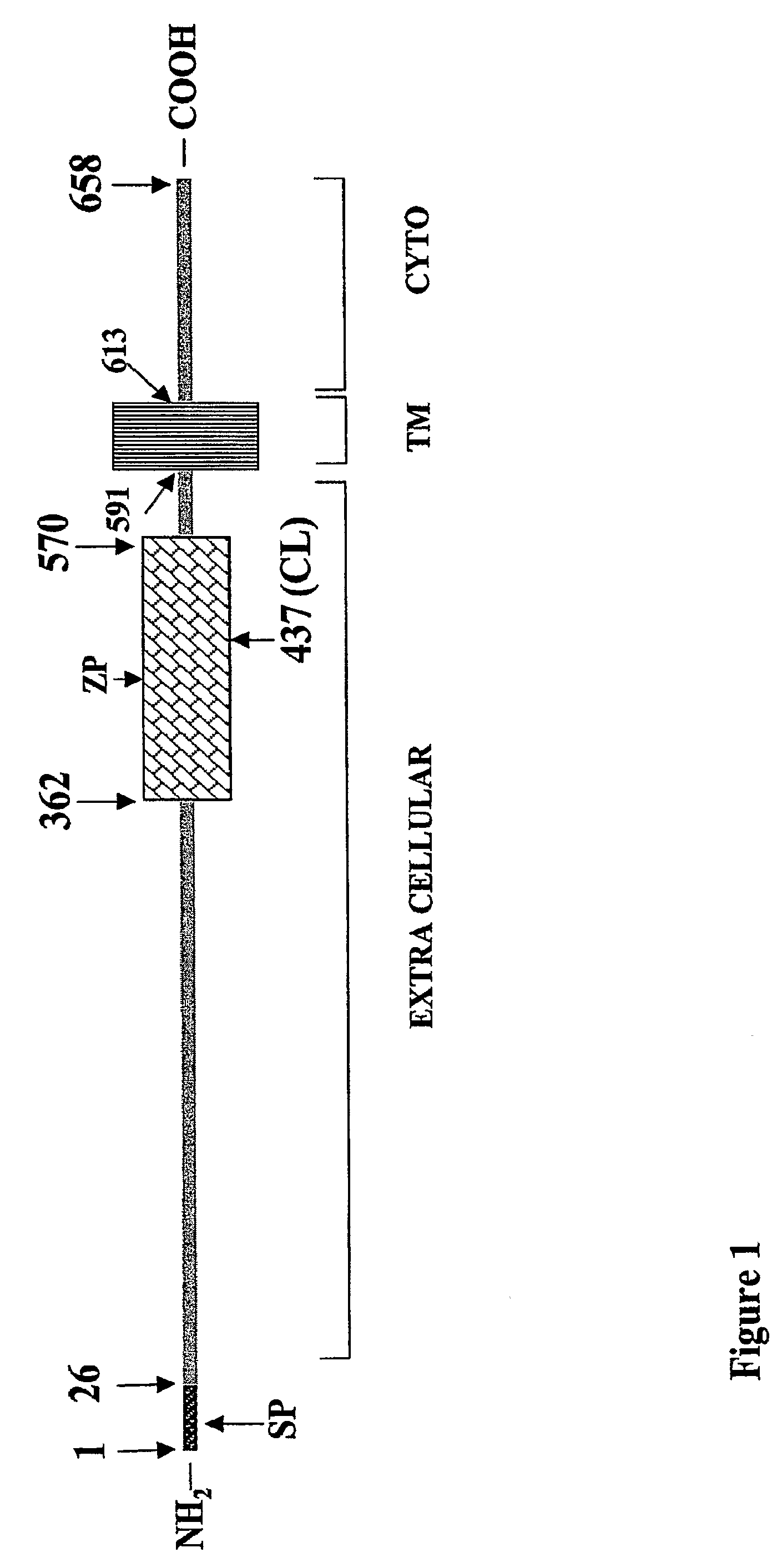 Soluble Endoglin Compounds for the Treatment and Prevention of Cancer
