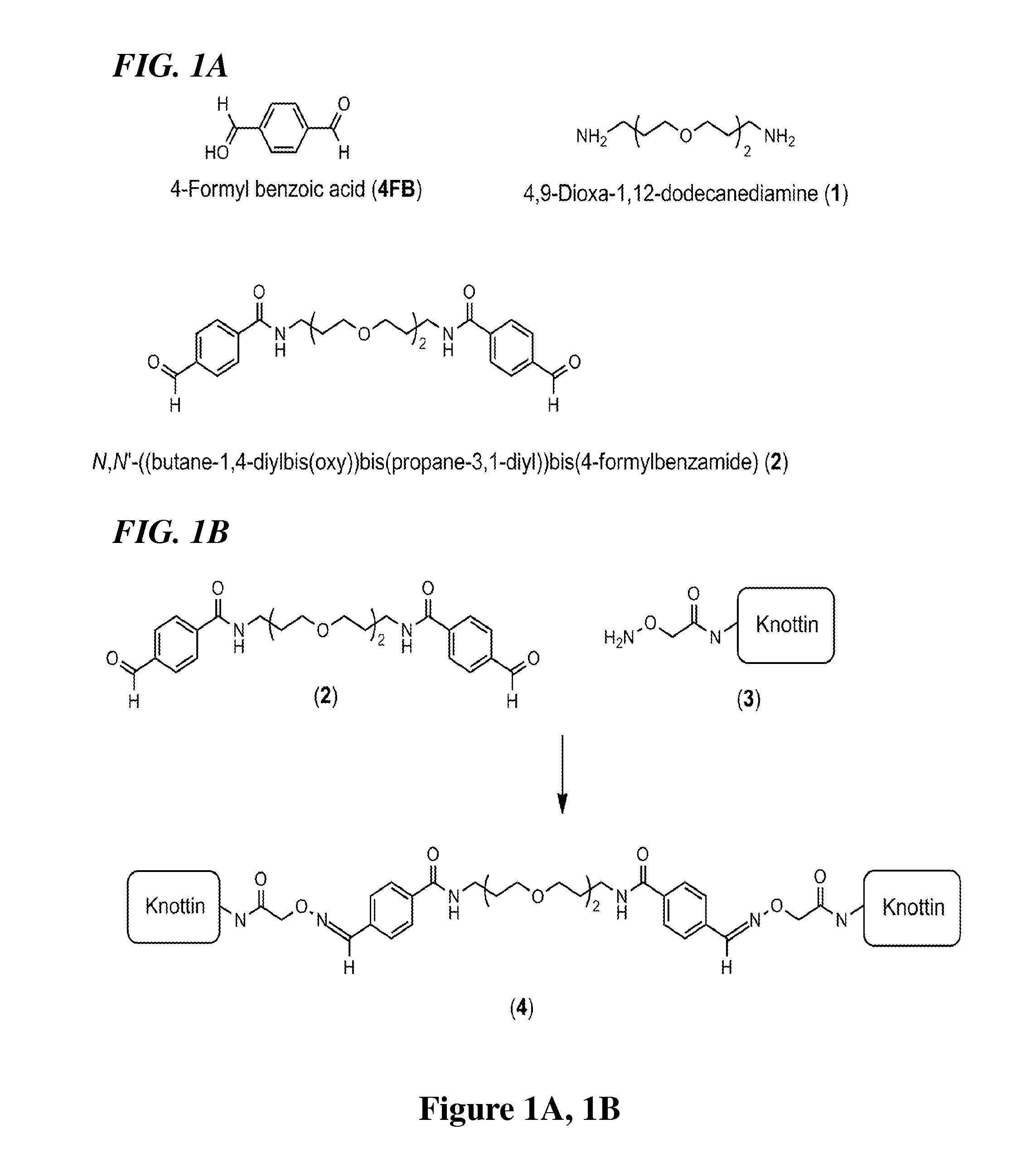 Conjugated knottin mini-proteins containing non-natural amino acids