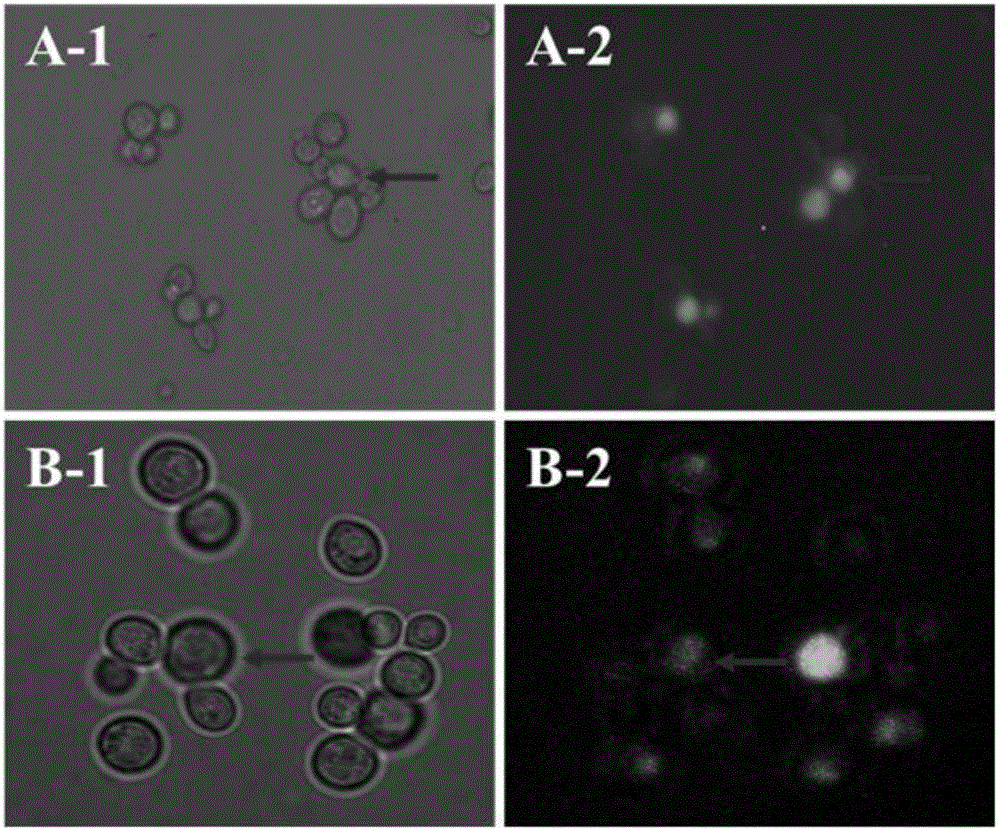 Recombinant saccharomyces cerevisiae and application thereof to glutamine dipeptide synthesis