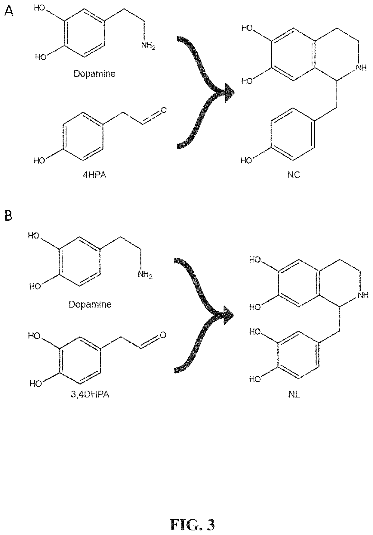 Benzylisoquinoline alkaloid (BIA) precursor producing microbes, and methods of making and using the same