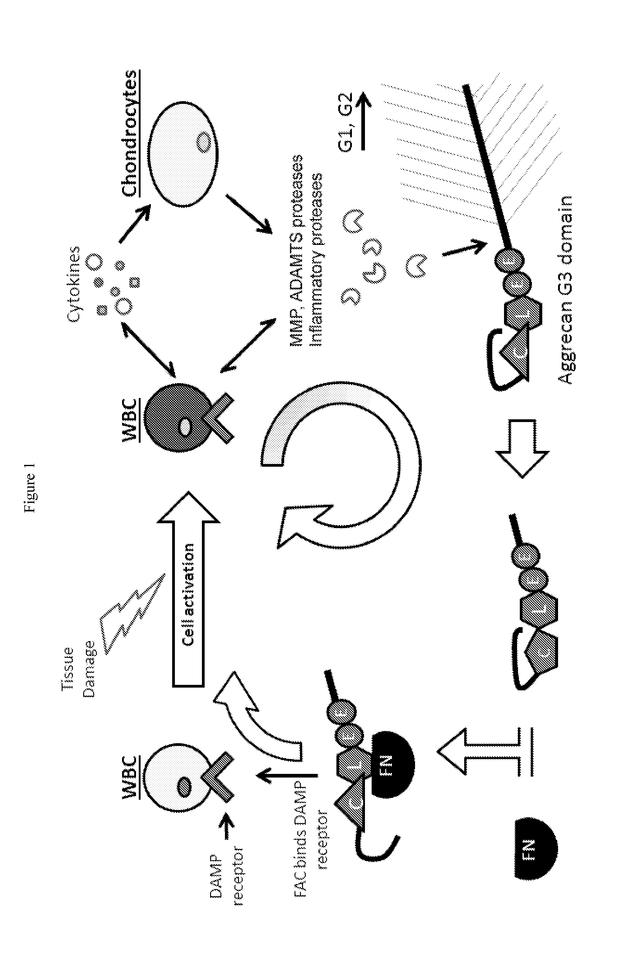 Systems, compositions, and methods for transplantation