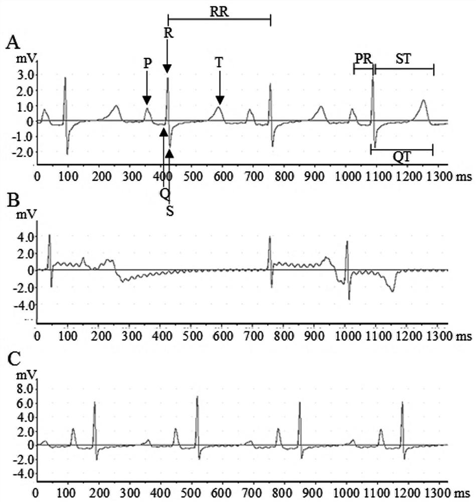 Polypeptide for constructing long QT syndrome animal model