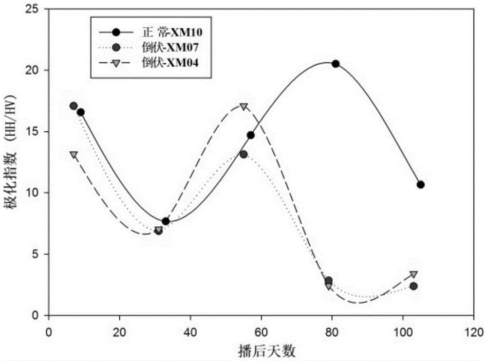 A method and device for monitoring wheat lodging using radar remote sensing data