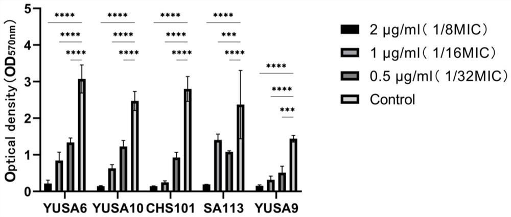 Application of benzbromarone in resisting infection of staphylococcus aureus and biofilm thereof