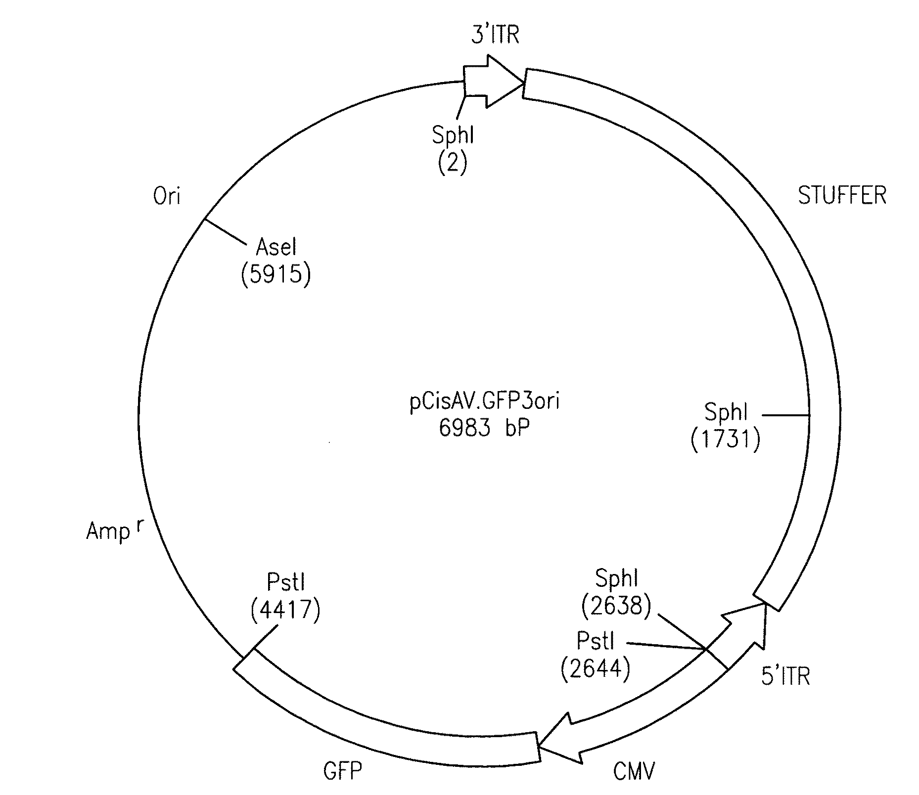 Adeno-associated virus vectors