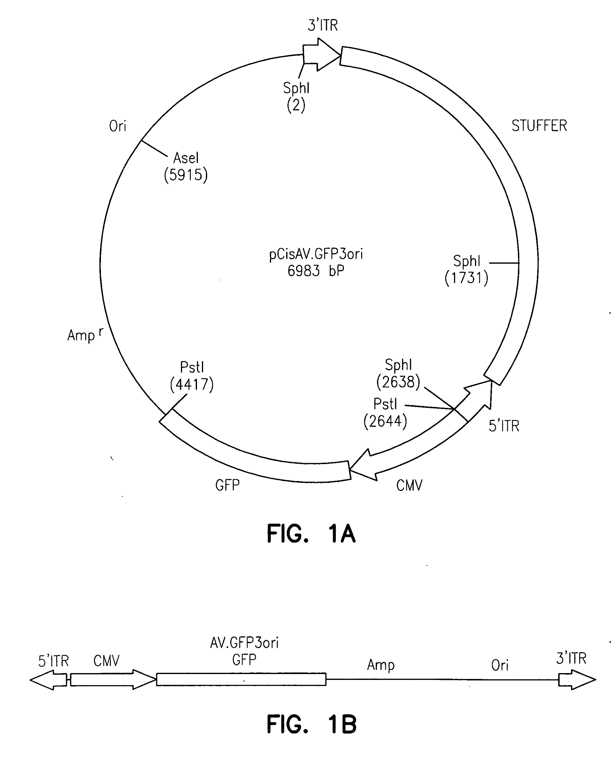 Adeno-associated virus vectors