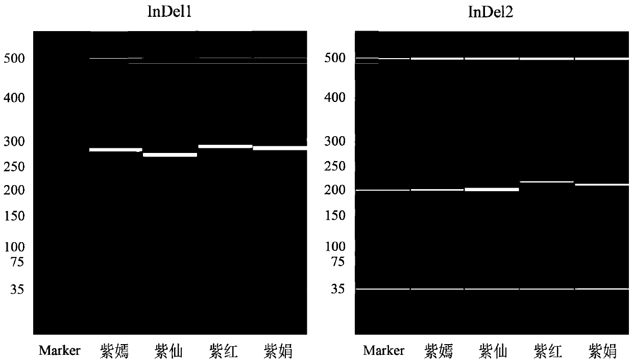 InDel markers for identifying purple tea tree varieties, and combination and application of InDel markers