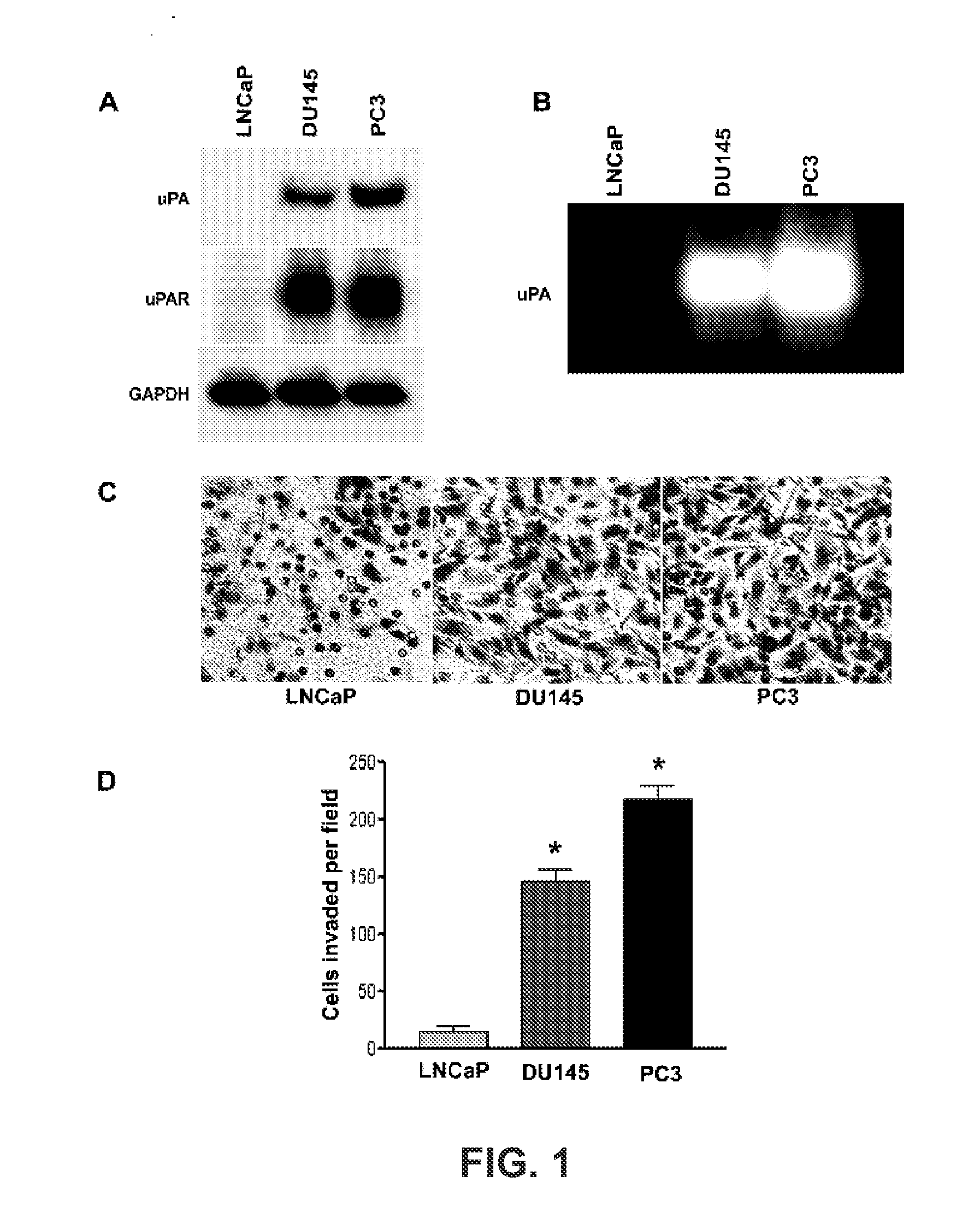 MULTICISTRONIC siRNA CONSTRUCTS TO INHIBIT TUMORS