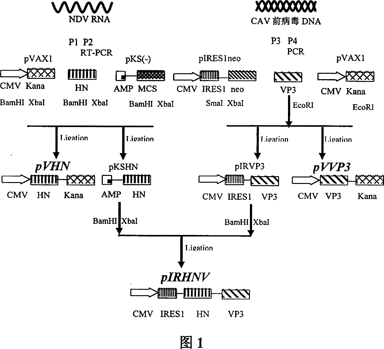 Newcastle disease virus HN and chick anemia virus VP3 gene joined antineoplastic biologic preparation