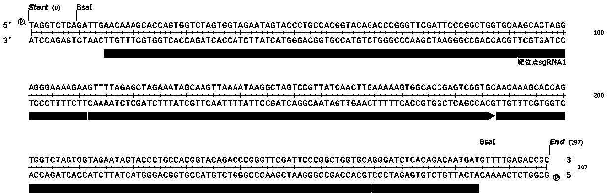 Synthetic gene as well as method and application for establishing tobacco multi-gene site-directed mutation vector