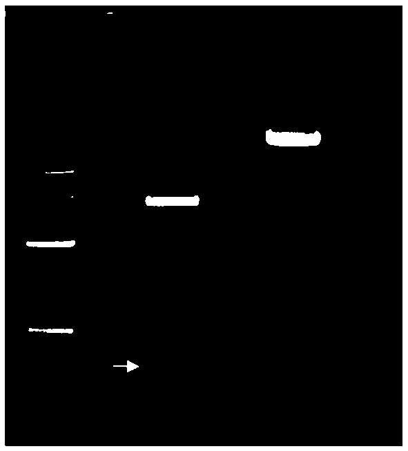 Synthetic gene as well as method and application for establishing tobacco multi-gene site-directed mutation vector