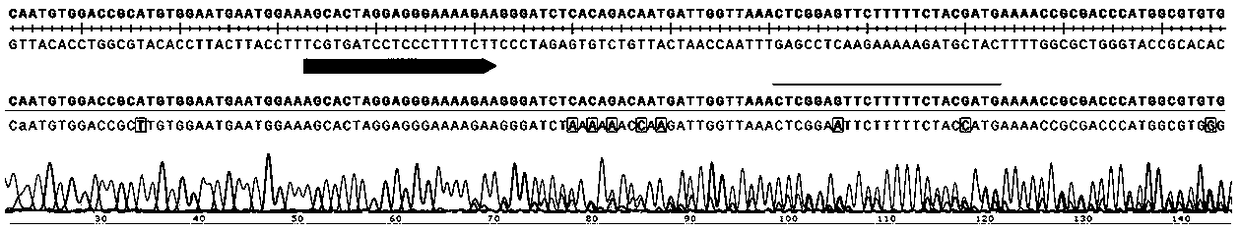 Synthetic gene as well as method and application for establishing tobacco multi-gene site-directed mutation vector