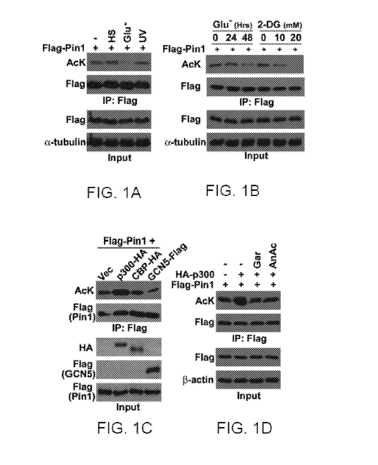 Atra for modulating pin1 activity and stability