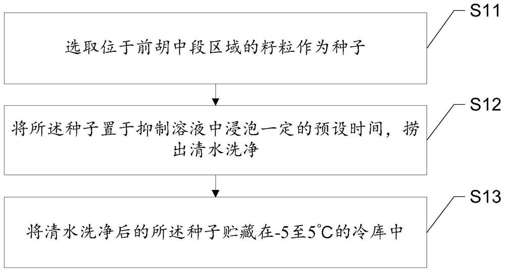 A kind of seed treatment method of Peucedanum pectoralis