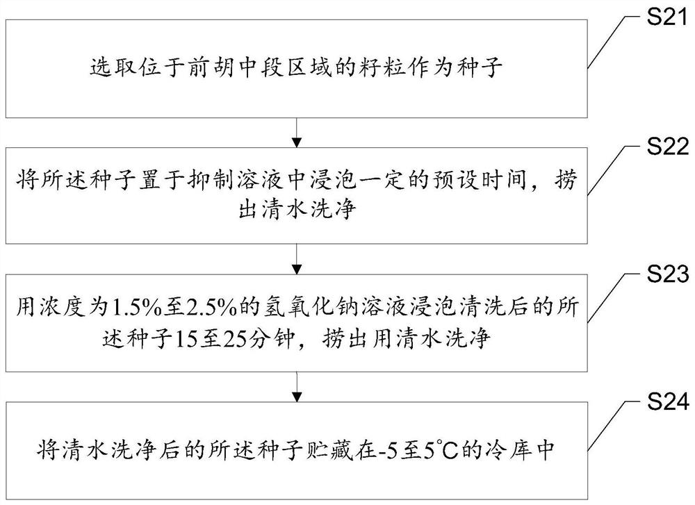 A kind of seed treatment method of Peucedanum pectoralis