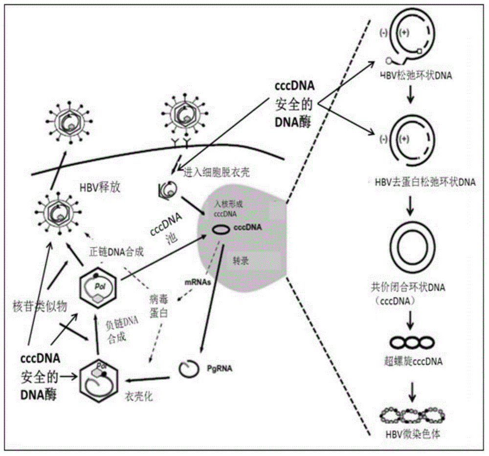 Qualitative and absolute quantification kit for detecting hepatitis B virus cccDNA