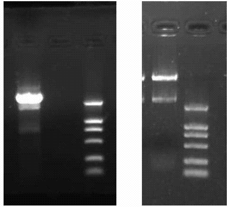RelA cut and TLR7 active sequence modified locked nucleic acid deoxyribozyme for targeted therapy of tuberculosis and application thereof