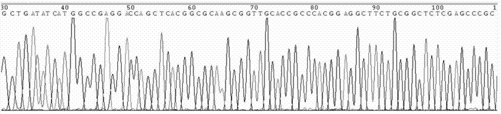 RelA cut and TLR7 active sequence modified locked nucleic acid deoxyribozyme for targeted therapy of tuberculosis and application thereof