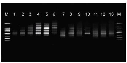 Veratrum ISSR-PCR molecular marking method