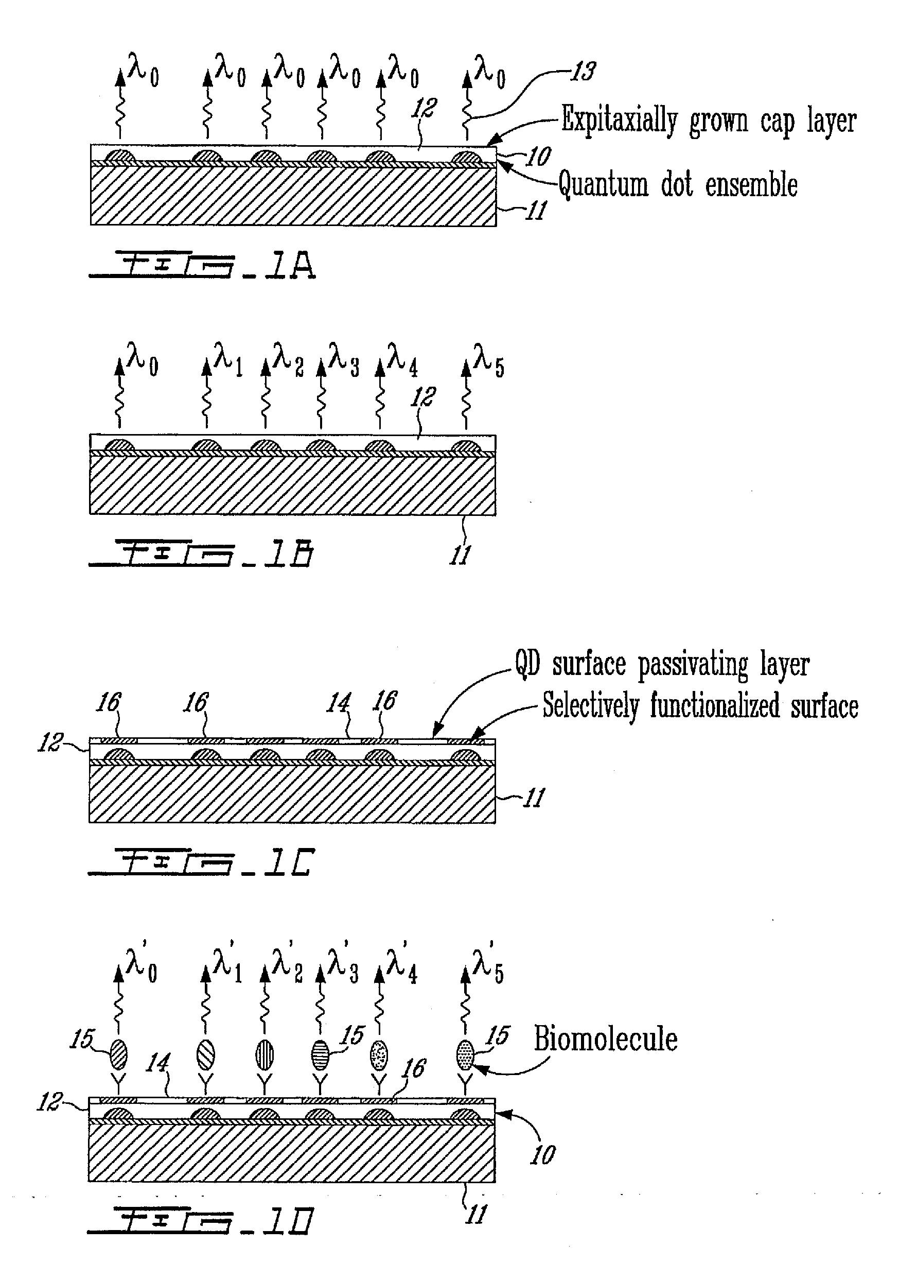 Quantum Dot Template for Fast and Simultaneous Detection of Different Infectious Agents