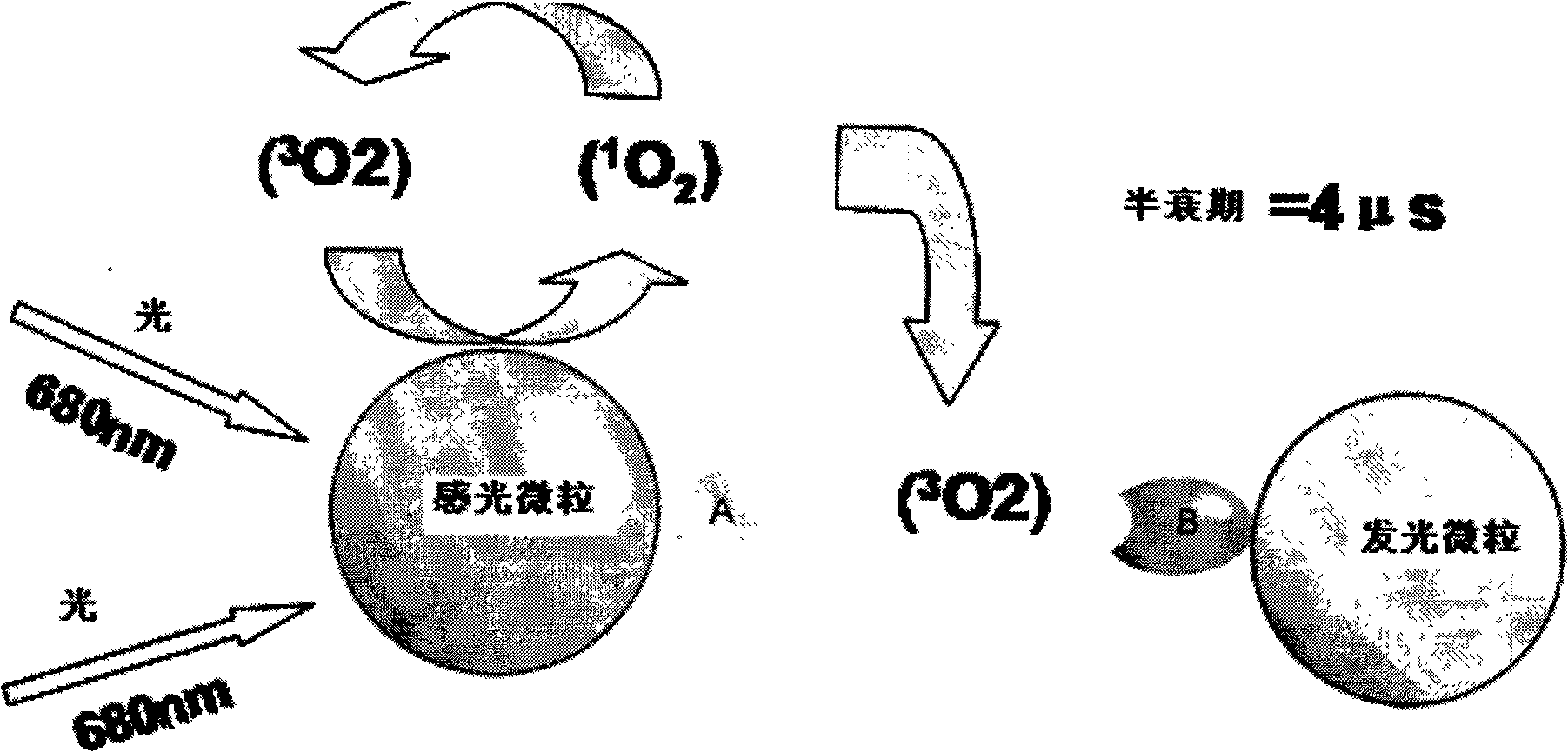 Detection micro particle of thyroid stimulating hormone and preparation and application thereof