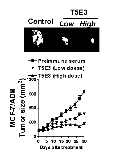 Application of blocking antibody T5E3 to reversing of tumor multidrug resistance